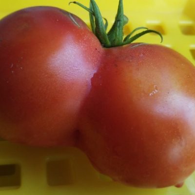 双子のトマト