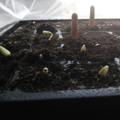 キュウリ発芽！