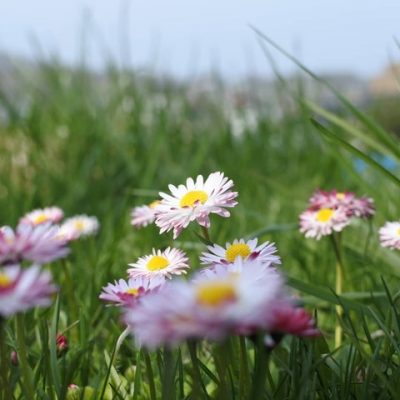 畑の花