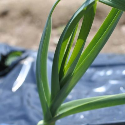 今年初の圃場入り