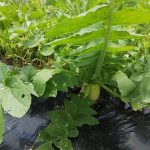 さとほろ最後の収穫