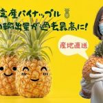 台湾産パイナップル