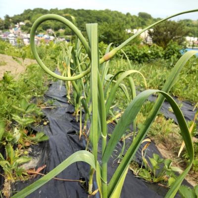 圃場に鶴が？
