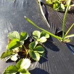 圃場の後片付け