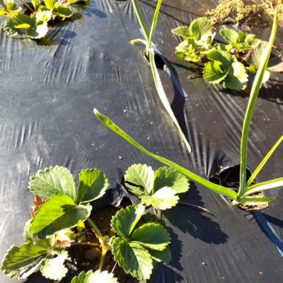 圃場の後片付け