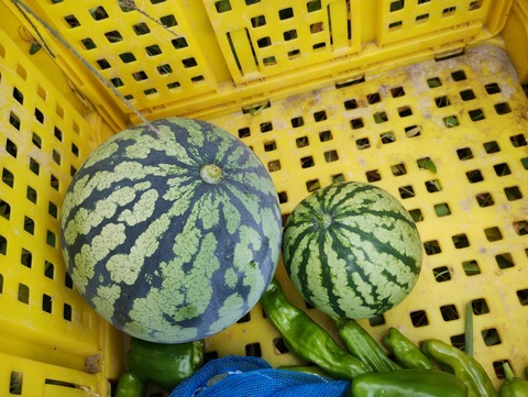 耕さない農法