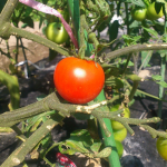 【農園プロジェクト2014】トマト 2014.08.30