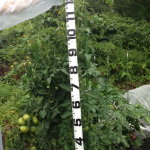 【農園プロジェクト2014】トマト 2014.07.26