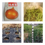 【農園プロジェクト2014】北海道フードマイスターの独り言 2014.07.23