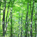 2019年 5月18日～5月19日　芦別林産フェスティバル　元気森森まつり