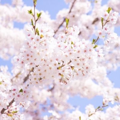 2019年 5月 4日～5月5日　優駿の里　浦河　第52回　桜祭り