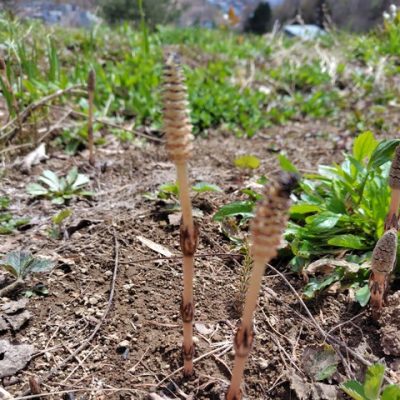 4/29 鳥頭